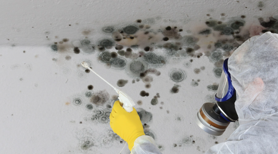 mold removal on wall